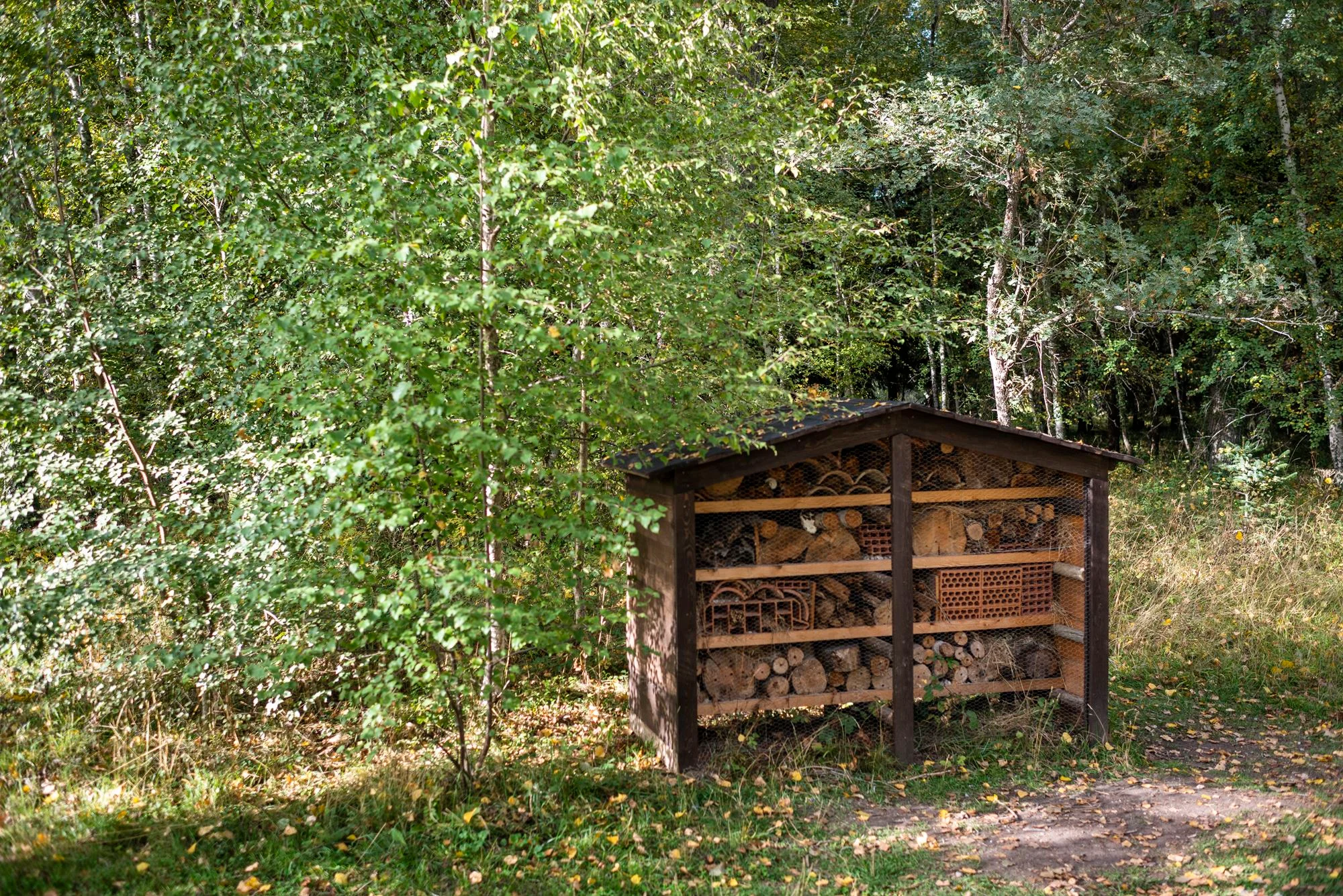 Bosque finlandés