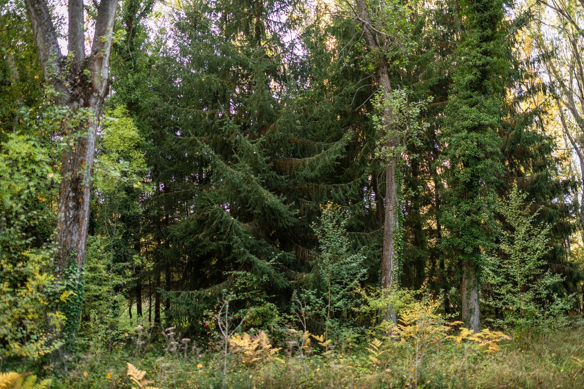 Bosque finlandés