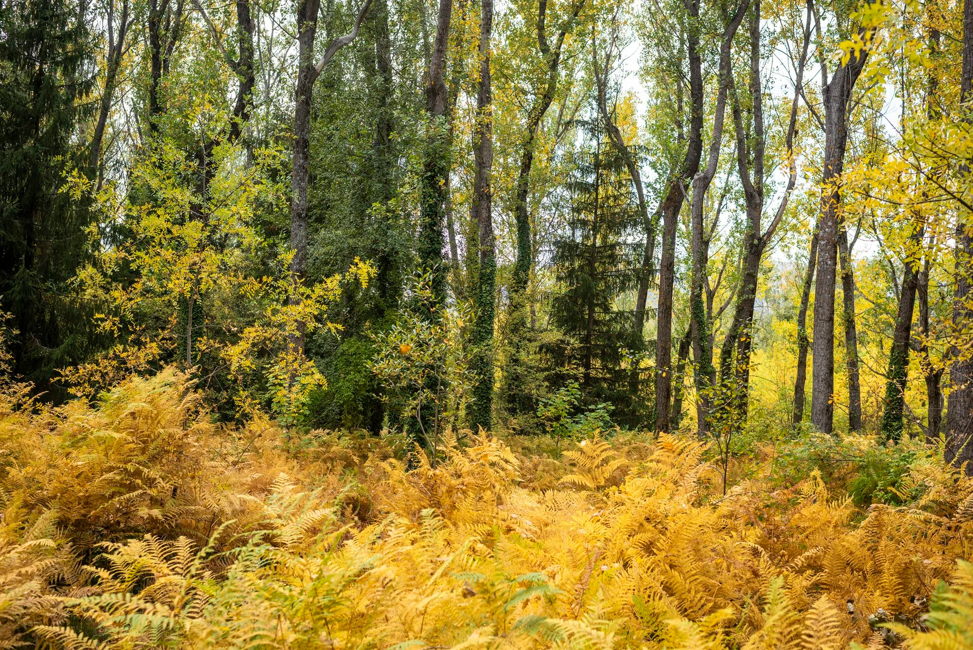 Bosque finlandés