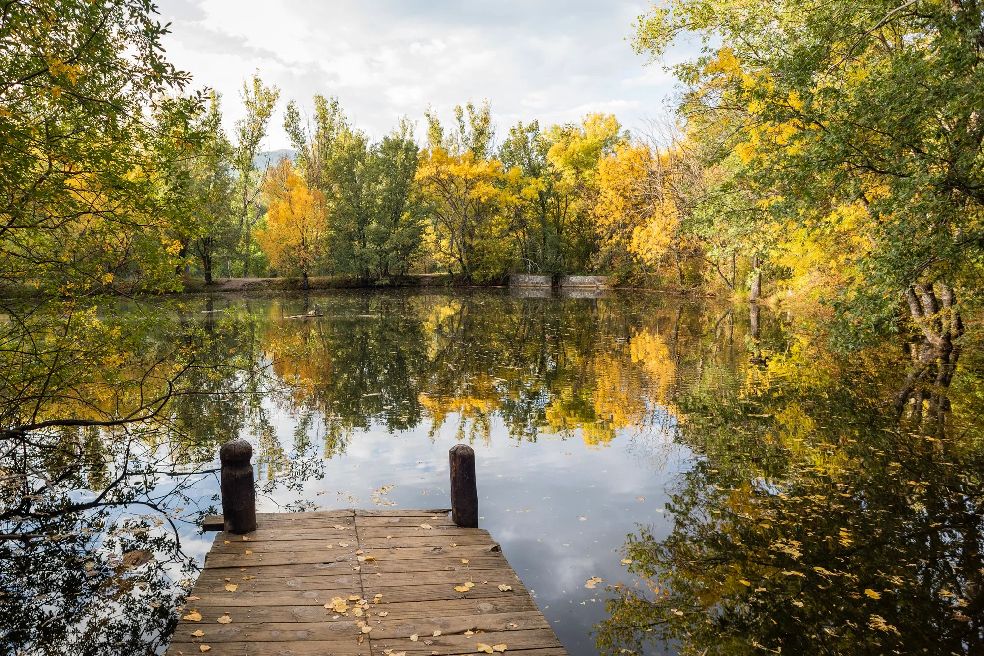 Bosque finlandés