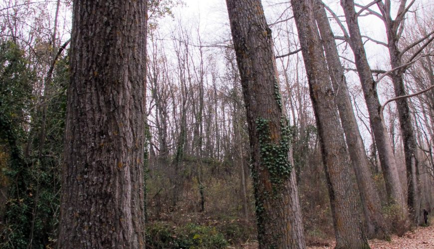Bosque Finlandés o Bosque de los Finlandeses en Rascafría, con abedules y ambiente de ribera