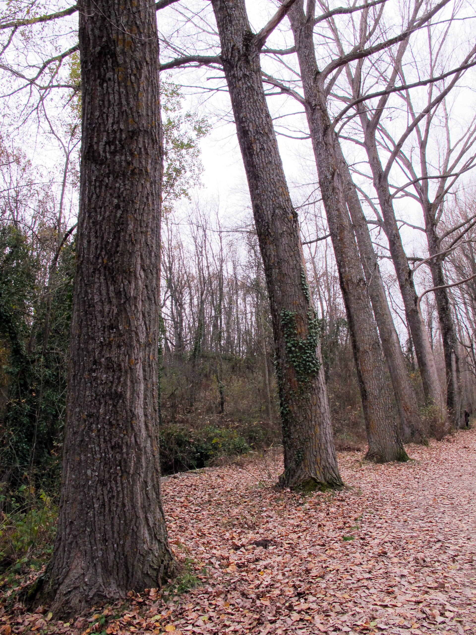Bosque Finlandés o Bosque de los Finlandeses en Rascafría, con abedules y ambiente de ribera