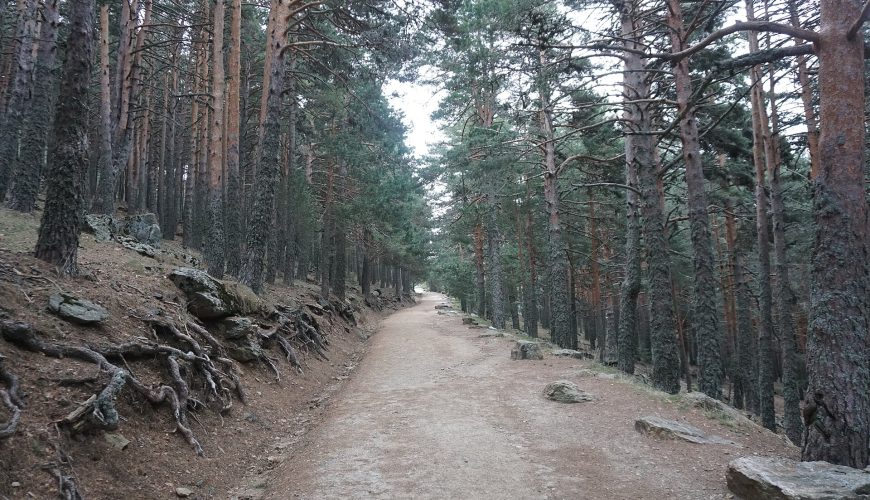 Bosque de pinos en la subida al Peñalara desde el Puerto de Cotos