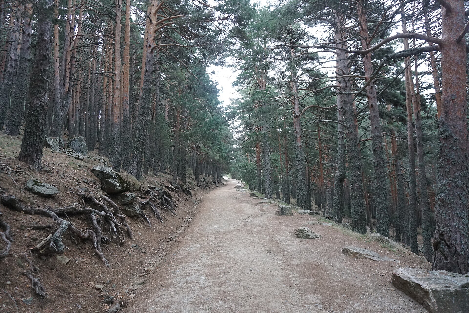 Bosque de pinos en la subida al Peñalara desde el Puerto de Cotos