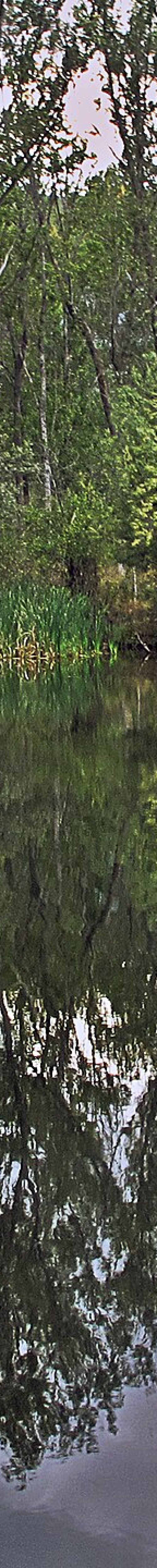 Reflejos del Bosque de Finlandia en el agua en Rascafría