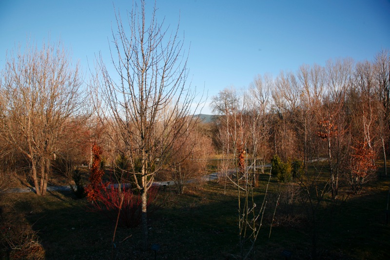 Arboreto Giner — paisaje invernal de árboles