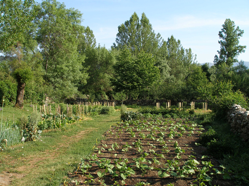 Huerta del CV Puente del Perdón / arboreto